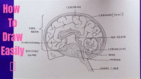 Discover more than 77 sketch diagram of brain latest - seven.edu.vn