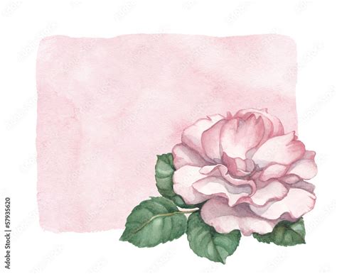 Watercolor background with rose illustration Stock Illustration | Adobe ...