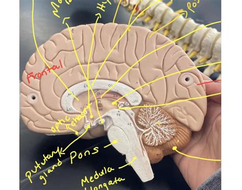 brain anatomy pt 1 Quiz