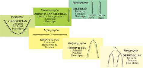 Graptolite morphology for sedimentologists - Geological Digressions