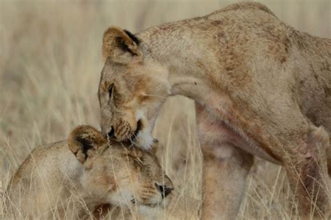 African Lion Conservation and Ewaso Lions in Samburu