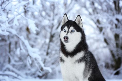 Winter Husky Wallpapers - Wallpaper Cave