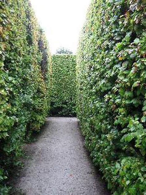 11 Sample Low Maintenance Privacy Hedge Basic Idea | Home decorating Ideas