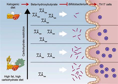 Generation and Uses of Ketone Bodies_Chemicalbook