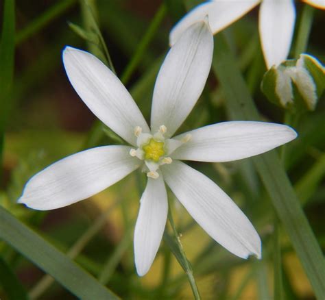 Striking Facts About the Star of Bethlehem Flower - Gardenerdy