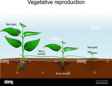 Plant Reproduction Diagram