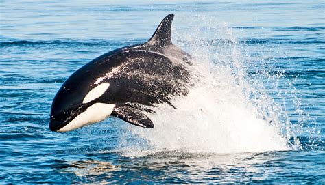 What's behind mysterious killer whale attacks on porpoises? - Futurity