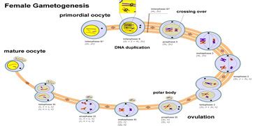 Secondary Oocyte: Definition & Concept | Study.com