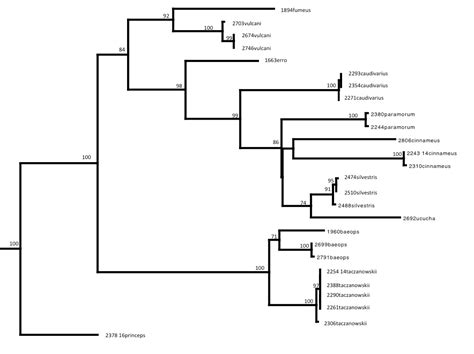 Phylogenetic Analyses of Species in Thomasomys (Rodentia: Cricetidae ...