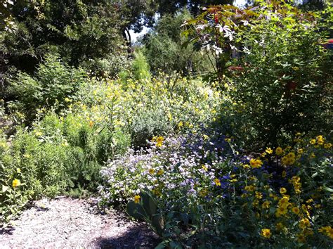 Two year old butterfly garden in San Antonio, TX 78209 Once it was St ...