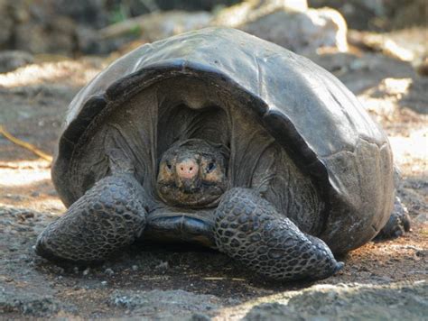 “Extinct” for 112 Years: Galápagos Giant Tortoise Rediscovery Confirmed ...