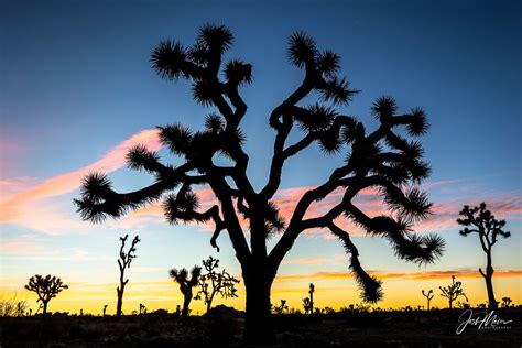 "Joshua Tree Sunrise" | Joshua Tree National Park, California | Josh ...