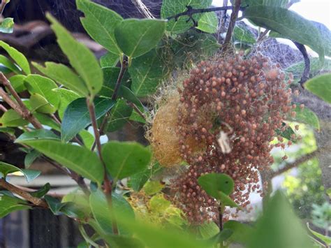 spider eggs nesting in the home garden 15766627 Stock Photo at Vecteezy