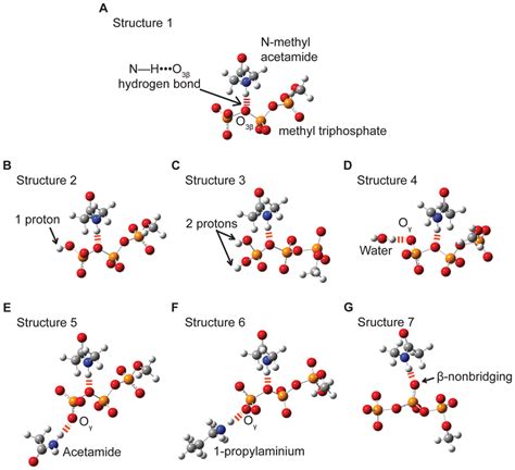 Models used to test the dependence of hyperconjugation and O3β―Pγ bond ...