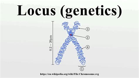 Locus (genetics) Wikipedia, 41% OFF | brunofuga.adv.br