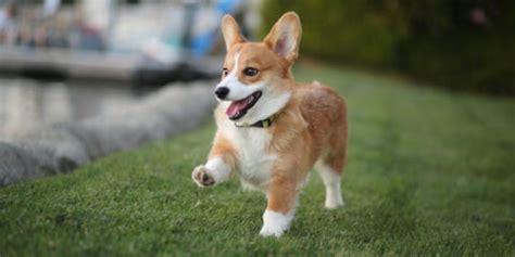 Please Stop What You're Doing and Watch These Corgis Race