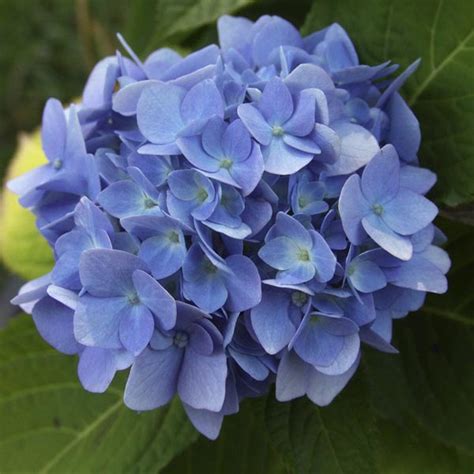 Hardy Hydrangea, Bigleaf Hydrangea 'Bailmer' (Hydrangea macrophylla ...