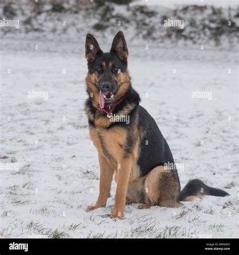 german shepherd dog in snow Stock Photo - Alamy