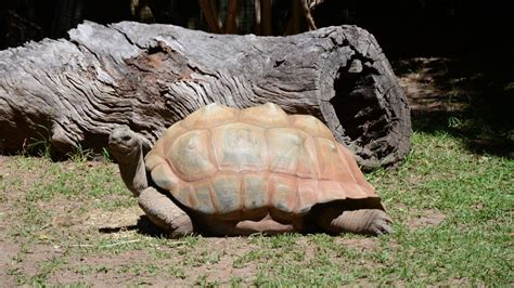 Aldabra Tortoise Fact Sheet | Blog | Nature | PBS