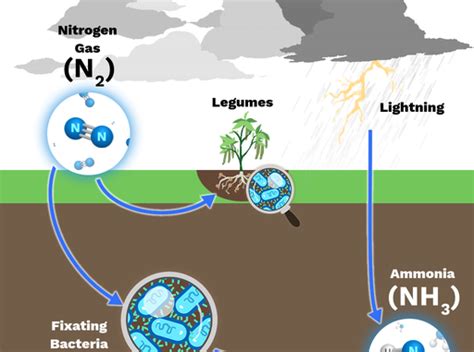 Nitrogen fixation, its types and mechanism - Online Science Notes