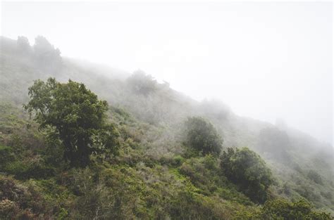 Free Images : tree, nature, forest, cloud, fog, mist, morning, mountain ...