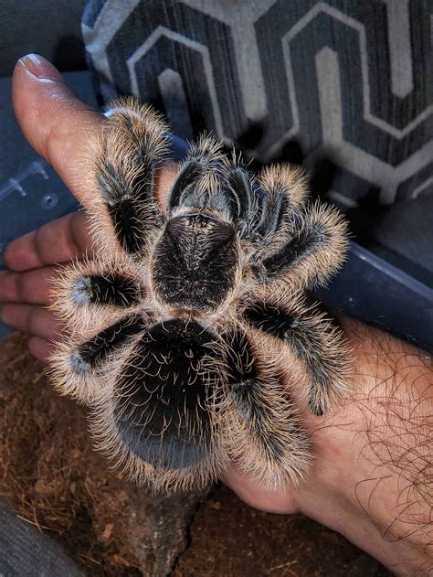 Curly Hair Tarantula Pictures - AZ Animals