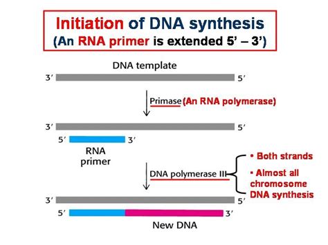 Primer Synthesis - MOLECULAR BIOLOGY AND pROTEIN sTRUCTURE