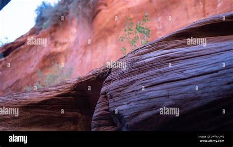 A red rock face with mossy trees and rocks Stock Photo - Alamy