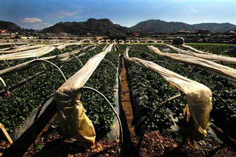 Strawberry Farm Baguio (Complete 2025 Travel Guide)