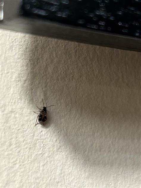 Small black bug infestation : r/whatsthisbug