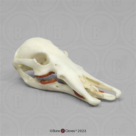 Duck-Billed Platypus Skull - Bone Clones - Osteological Reproductions