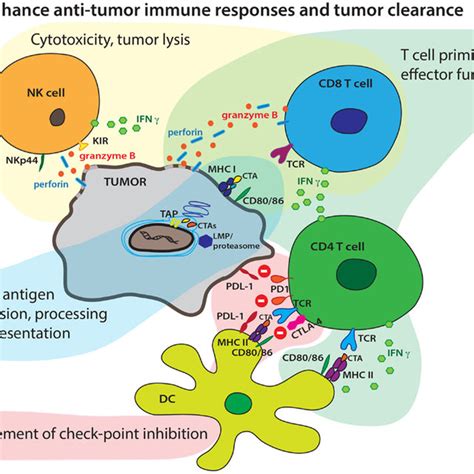 | Histone deacetylase inhibitors. | Download Table