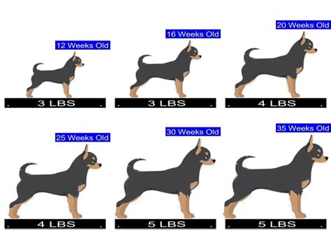 Chihuahua Growth Chart. Chihuahua Weight Calculator.