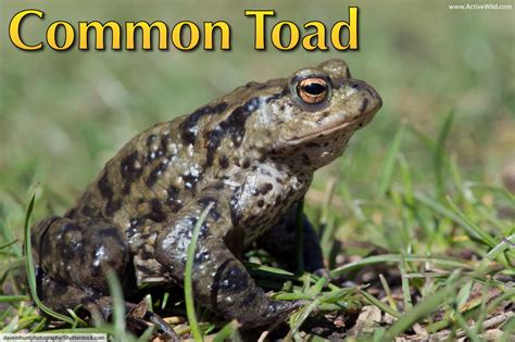 Common Toad Facts, Pictures & In-Depth Information For Kids & Adults