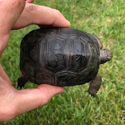 Aldabra Tortoise habitat - Tortoises for Sale | Baby Turtles for Sale ...