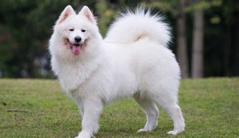 Samoyed - Temperament, Lifespan, Shedding, Puppy