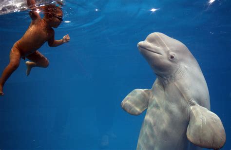 Animal You: Beluga Whale