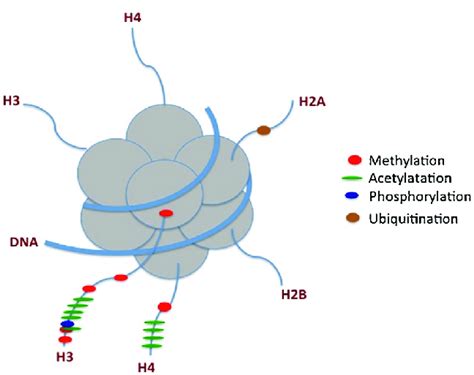 Schematic representation of histone modifications. The methylation ...