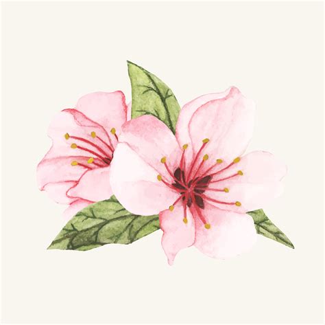 Hand drawn flower isolated - Download Free Vectors, Clipart Graphics ...