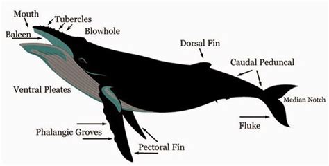 humpback whale external anatomy - Google Search | Whale, Humpback whale ...