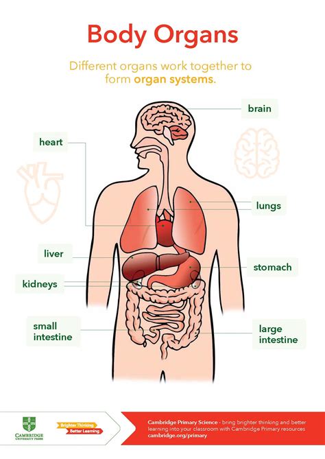 Cambridge Primary Science - Body Organs Primary Science, Science ...