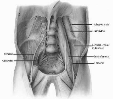 Genitofemoral Nerve Psoas