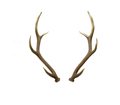 Best Grade Red Deer Antlers,Red Deer Antlers Horns. - Buy Red Deer ...