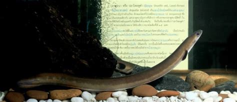 2 Saltwater Eel Species In Cambodia - Nerdy Owlet