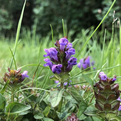 General Meadow Seed Mix | UK Wildflower & Grass Seed | Habitat Aid