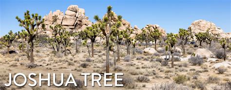 Joshua Tree National Park Travel Guide – Earth Trekkers