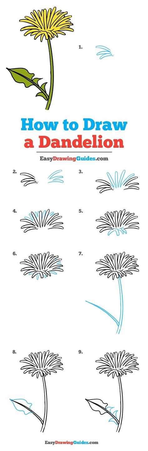 How to Draw a Dandelion - Really Easy Drawing Tutorial