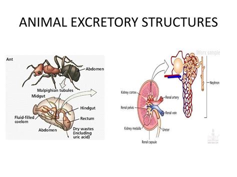 Excretory System In Animals Ppt - ANIMAL VGF