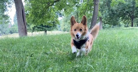 What Are the Corgi Races? It's The Fast & The Fur-ious!