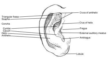 Helix Anatomy - Anatomical Charts & Posters